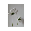 Planner Dashboard - Cosmos